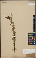 Foto von Salix triandra L. x Salix viminalis L.